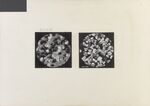 GFA 11/571679-571680: Mikroaufnahmen von vulkanischen Mineralien aus Ober-Bargen