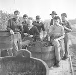 GFA 17/510963.12: Grape harvest at the apprentices' home in Dachsen