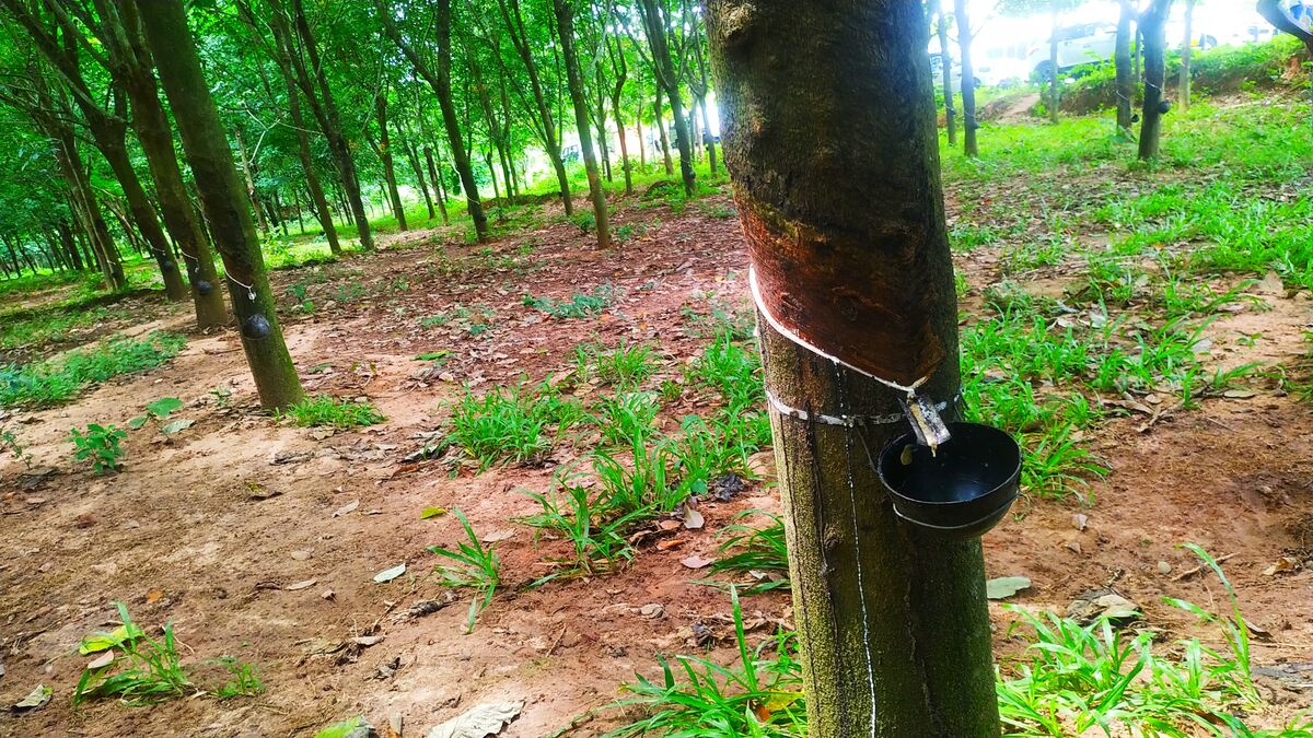 GFD 3/24: Gewinnung von India Rubber aus Kautschukbäumen in Indien (Fotografie von DelwarHossain, 2019)