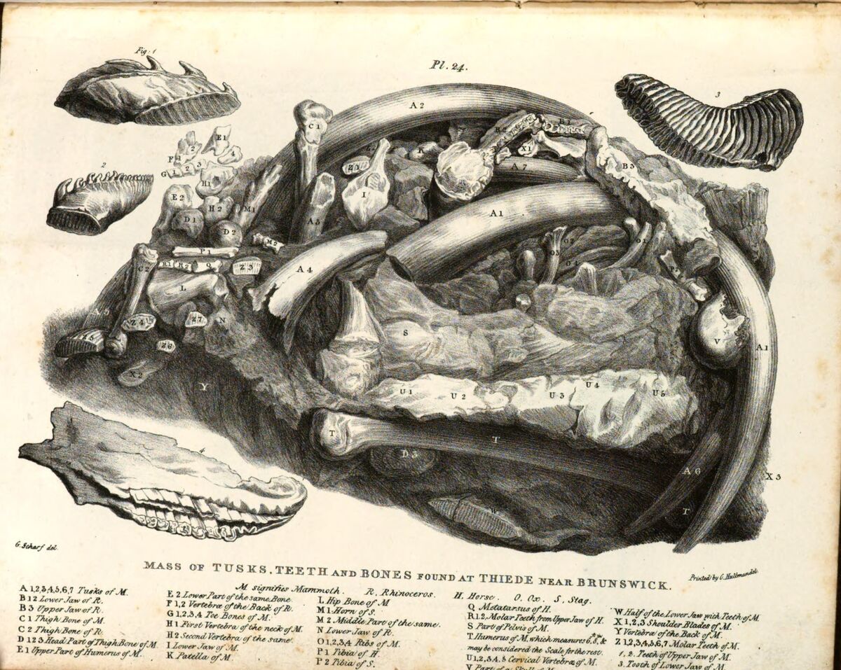 GFD 3/280: «Mass of tusks, teeth and bones» aus Bucklands «Reliquiae Diluvianae», 1823